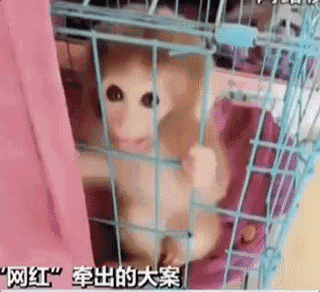 诡异西部猪猪侠有哪些技能